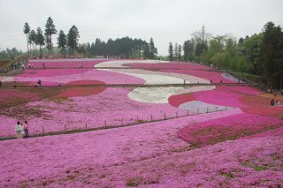 羊山公園芝桜の丘