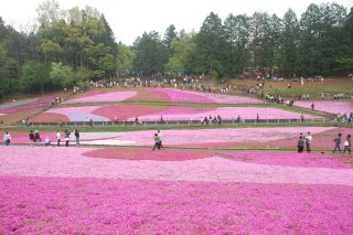 芝桜は秩父のシンボル