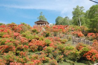 赤城山はつつじが満開