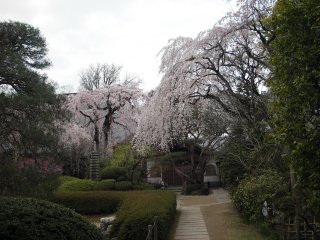 桜も咲いてきました